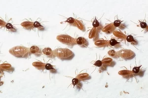 Named for their cone-shaped heads, they are aggressive and can quickly infest structures.