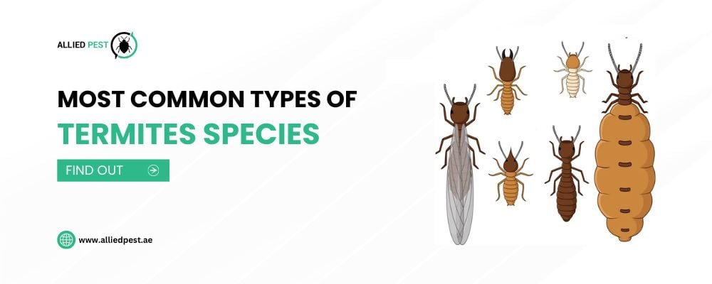Most Common Types of Termites Species