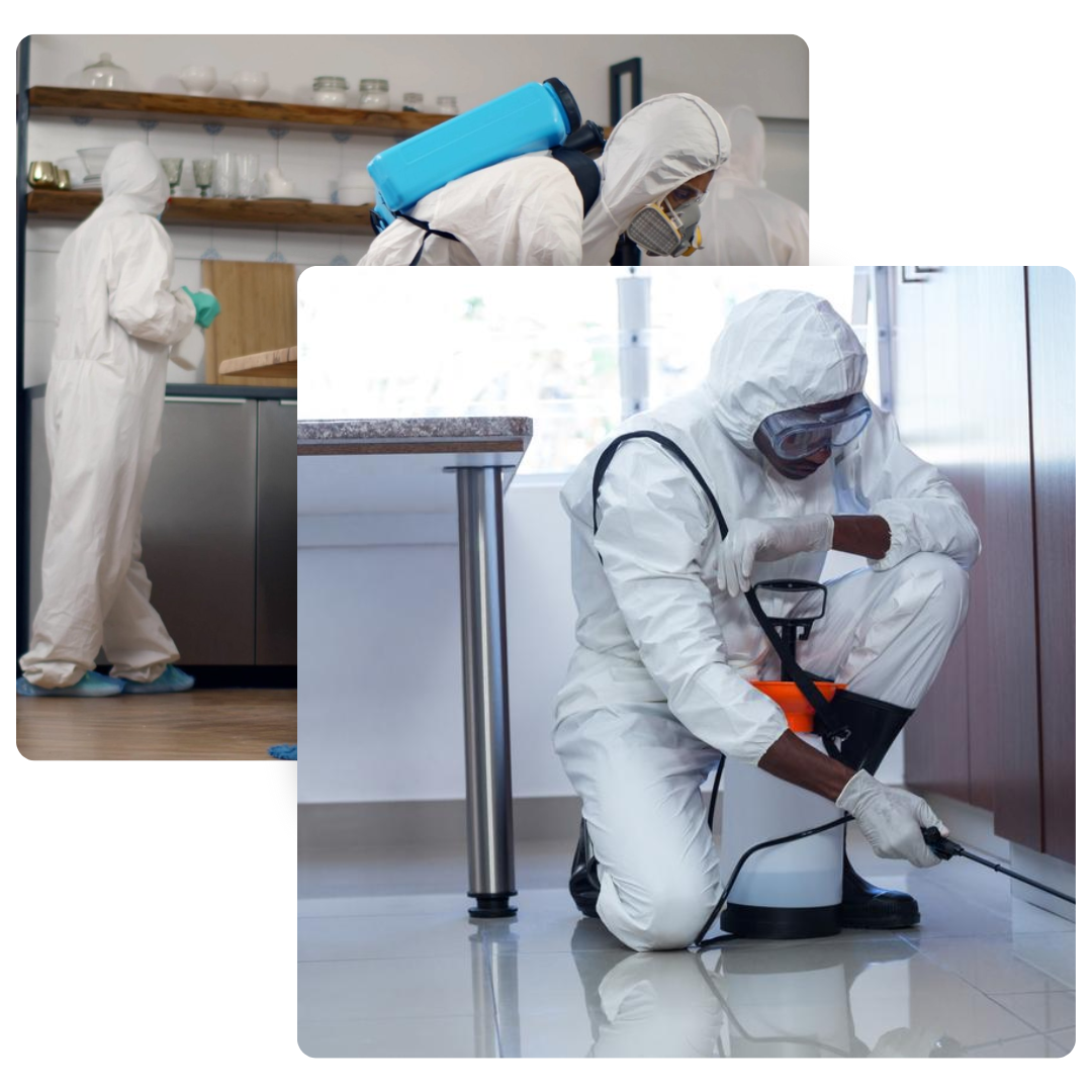 best pest cleaning services in dubai