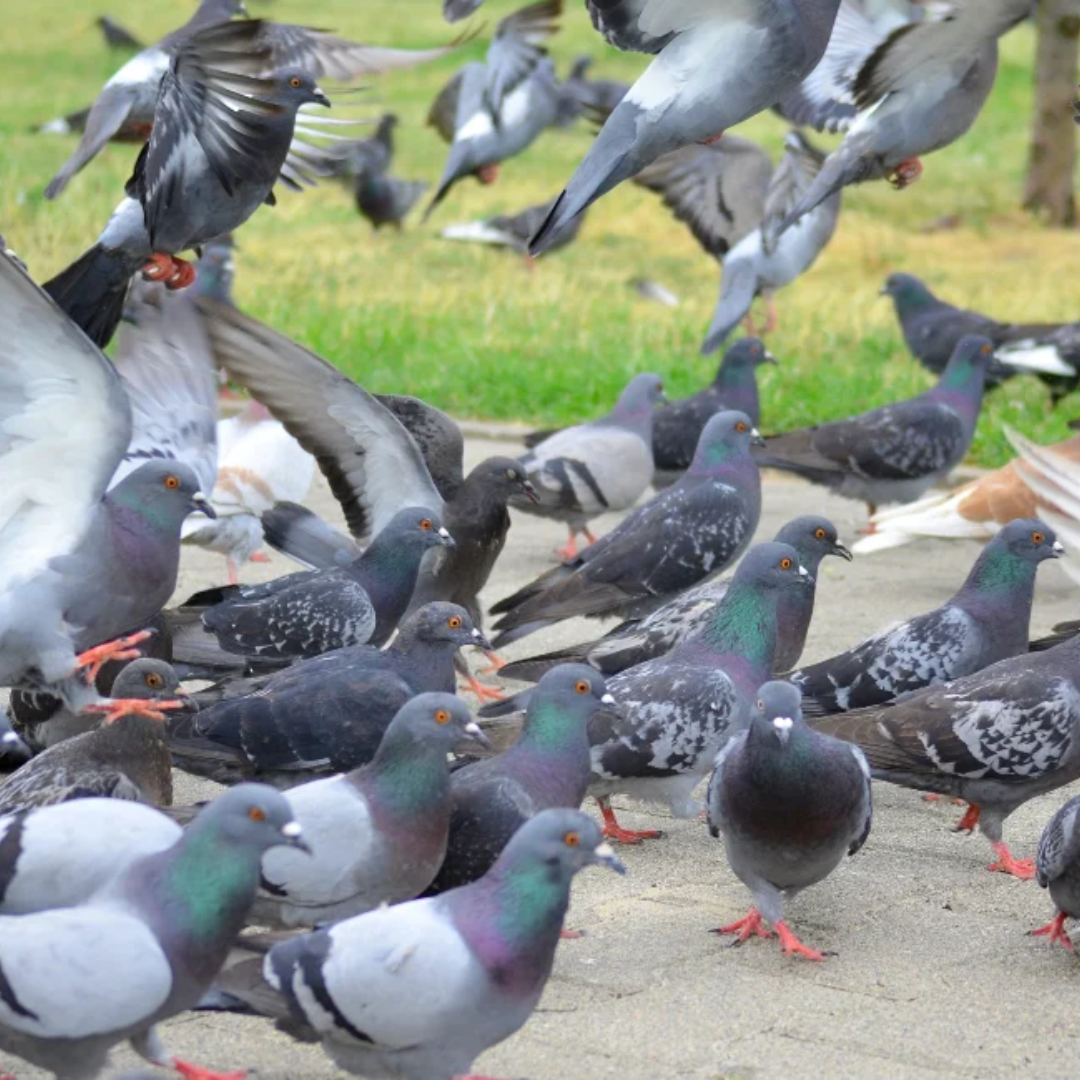 birds control images