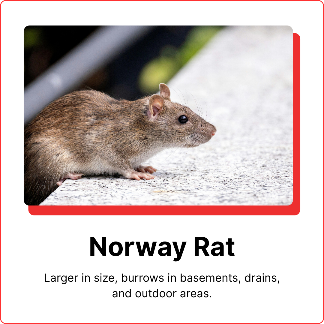 norway rat