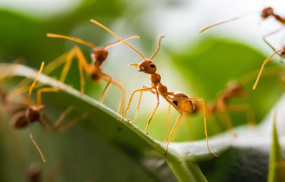 red ants on green leaves green tree ant weaver