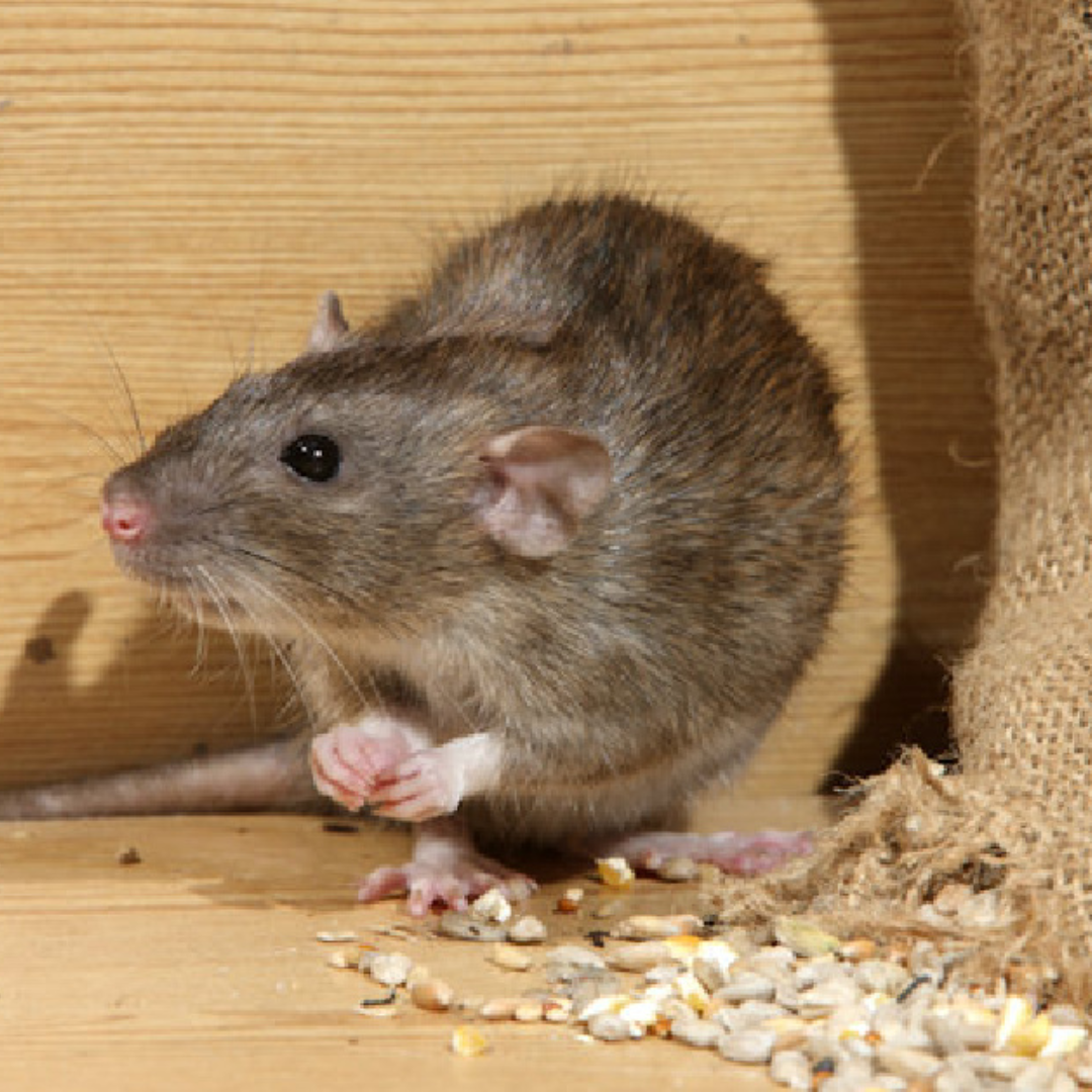 rodent control images