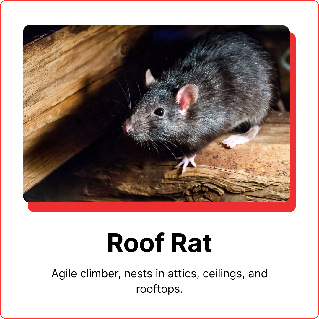 roof rat