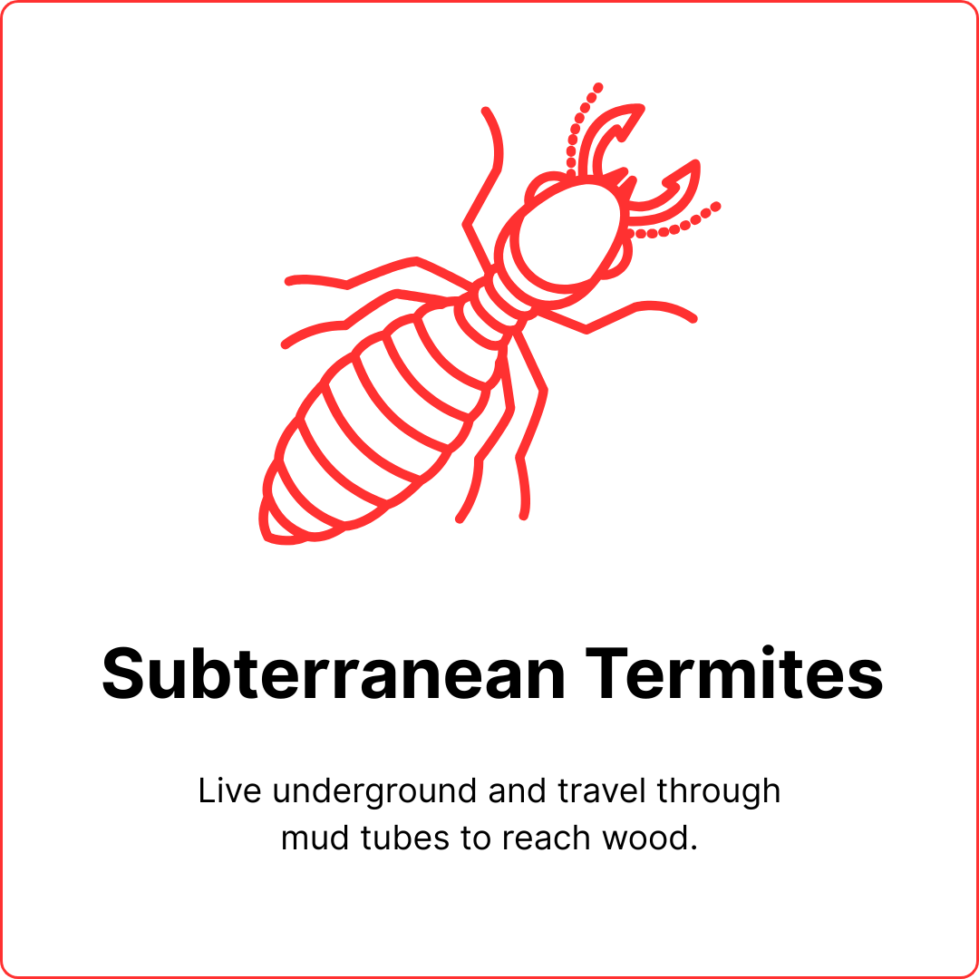 subterranean termites (1)