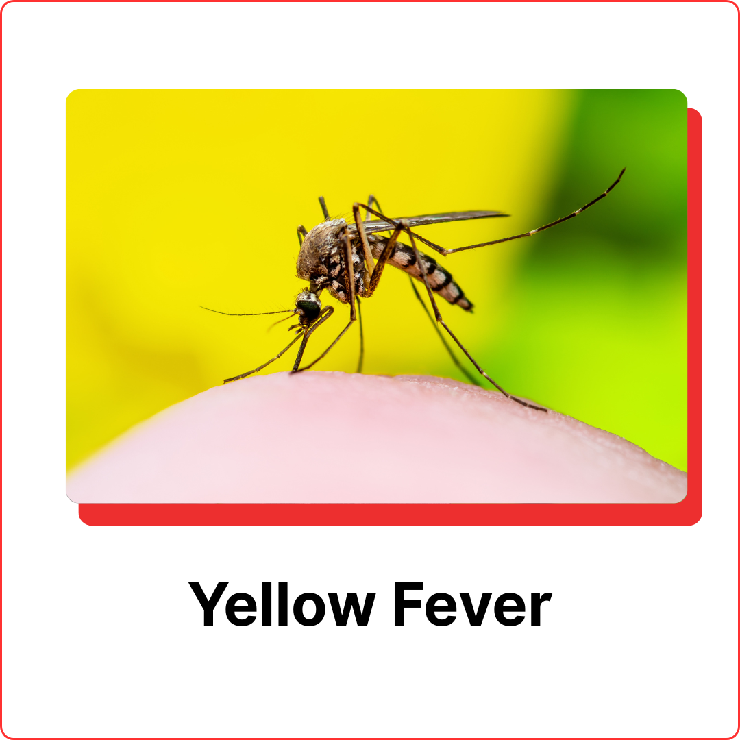 subterranean termites (13)