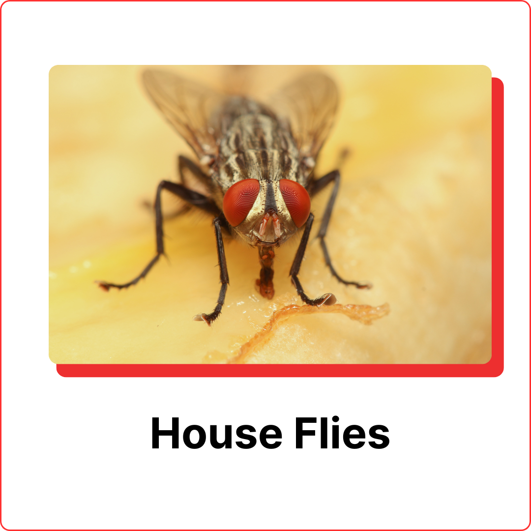 subterranean termites (14)