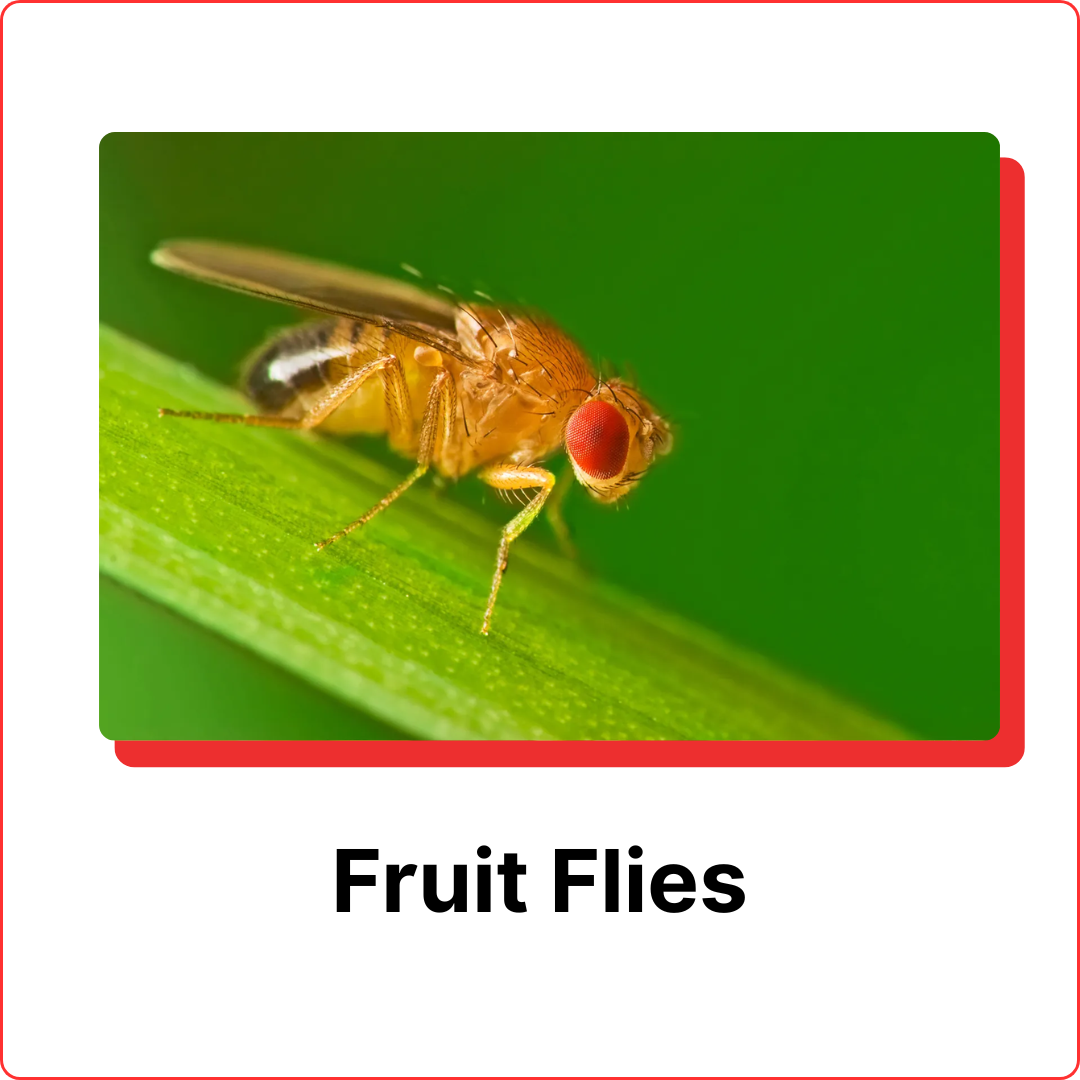 subterranean termites (15)