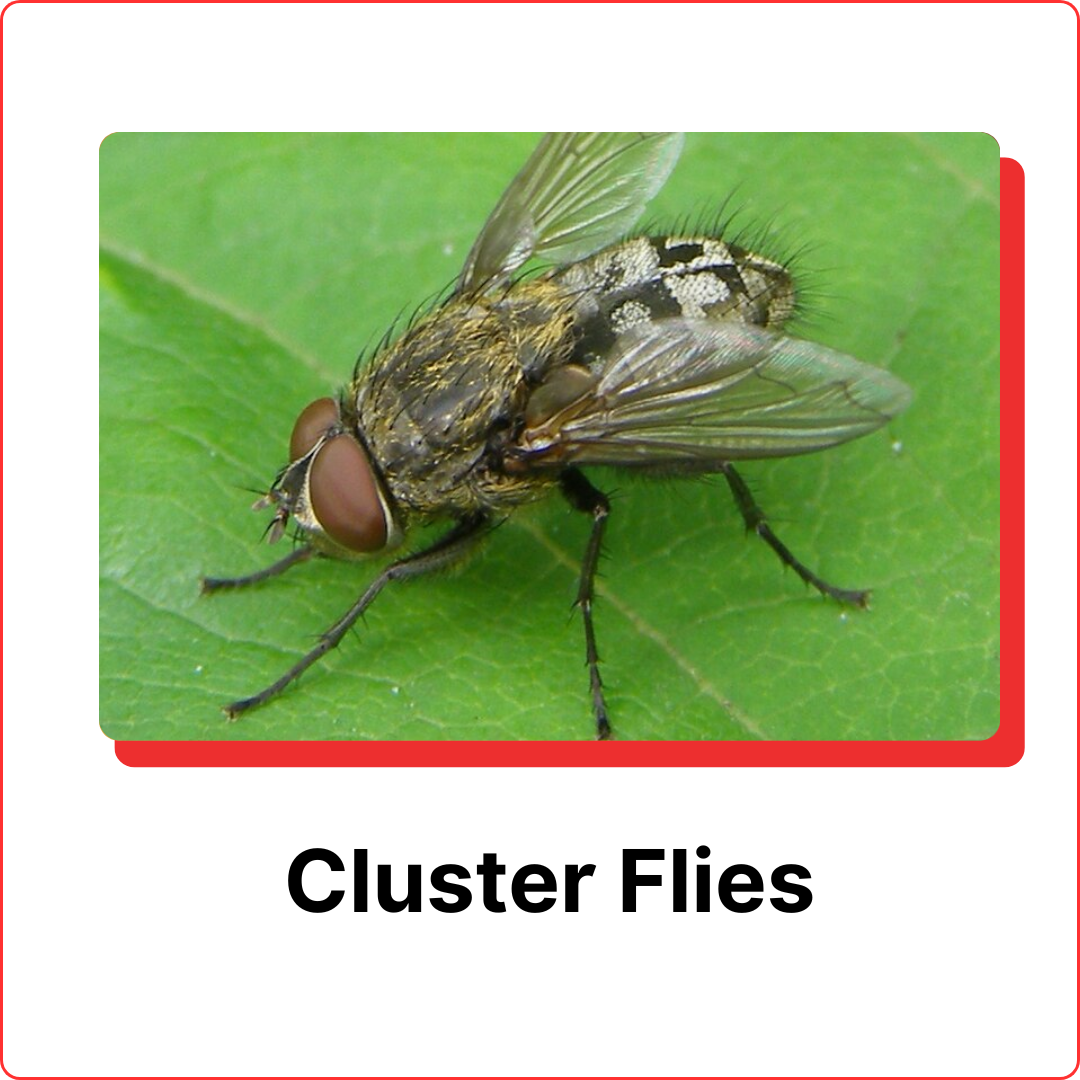 subterranean termites (16)