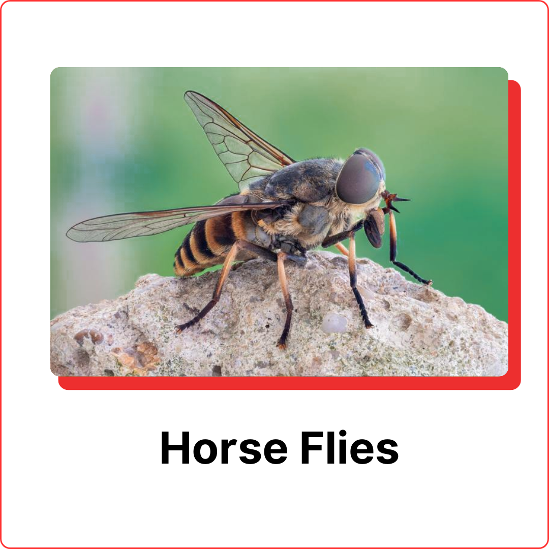 subterranean termites (17)