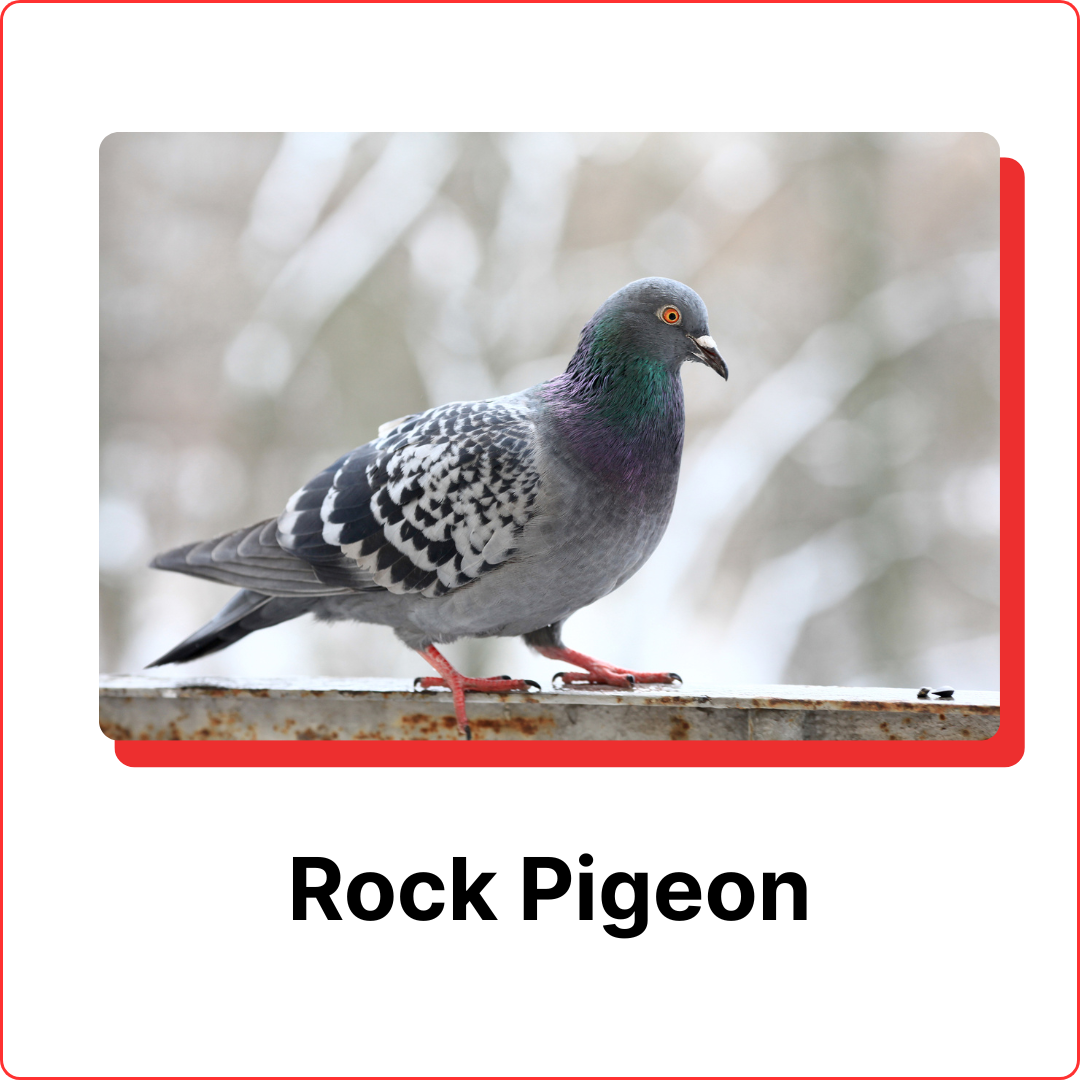 subterranean termites (2)