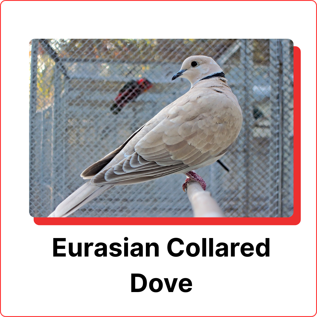 subterranean termites (3)