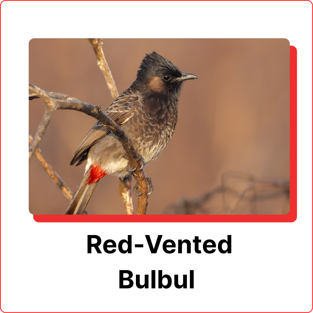 subterranean termites (4)