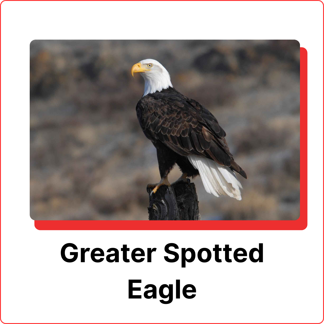 subterranean termites (5)