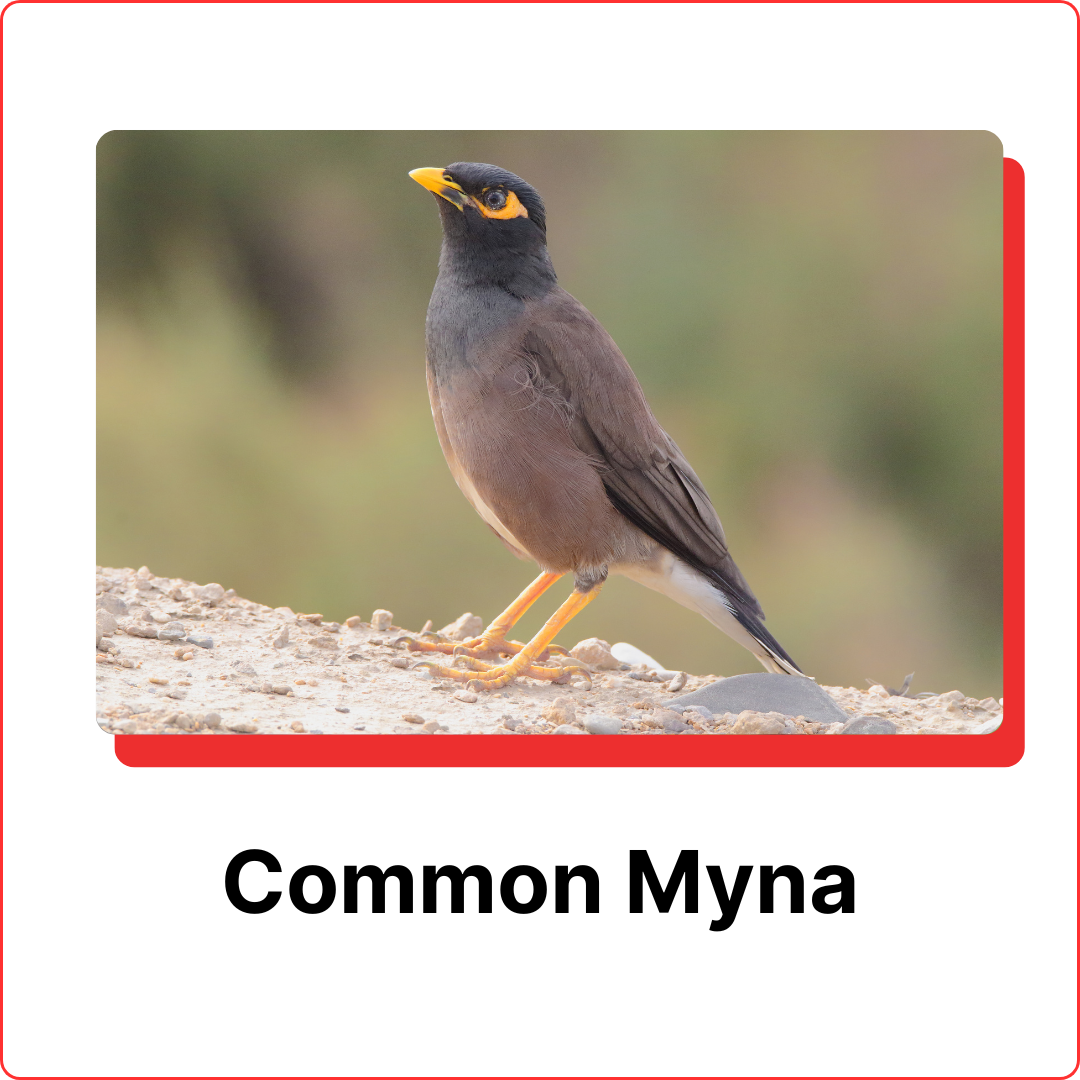 subterranean termites (7)