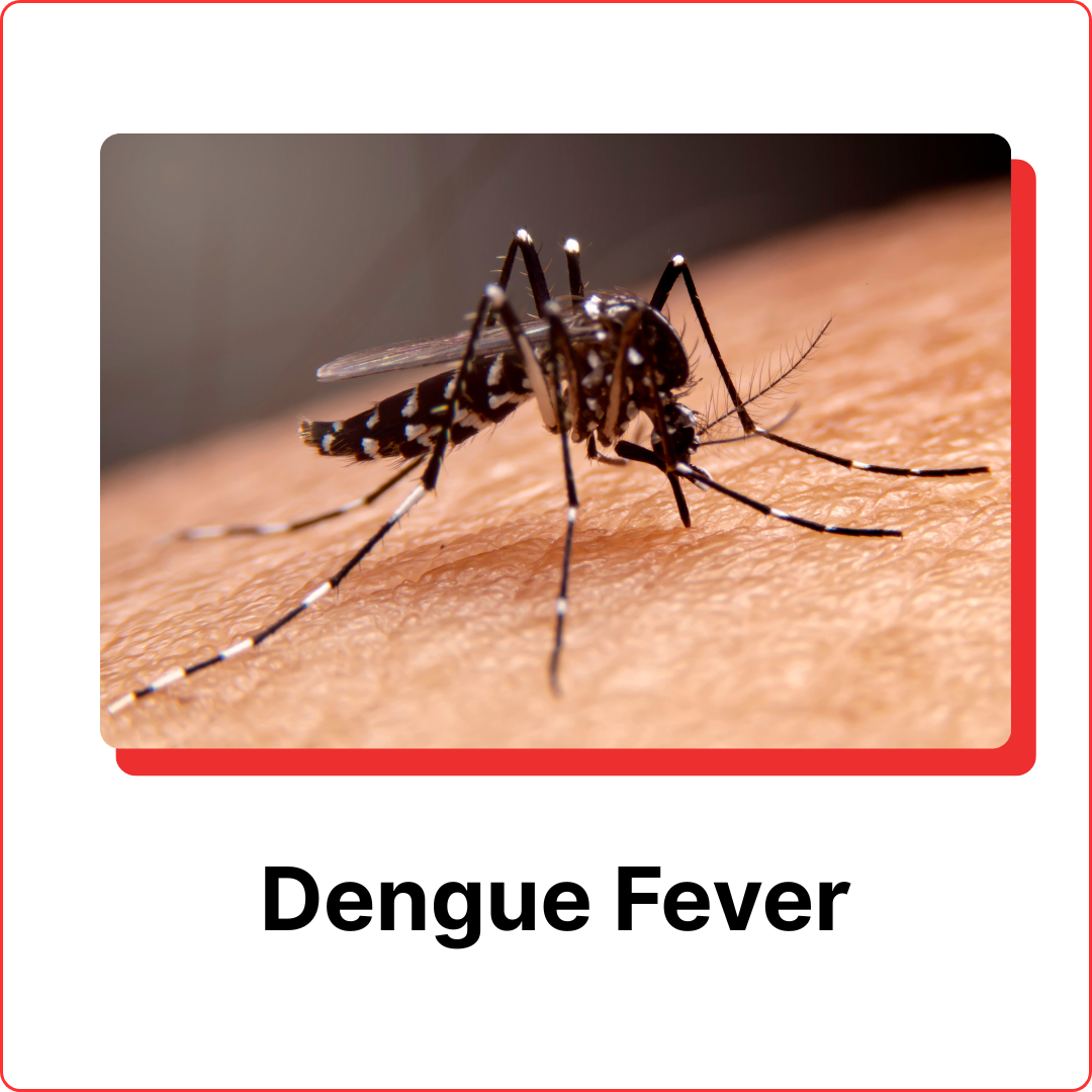 subterranean termites (8)