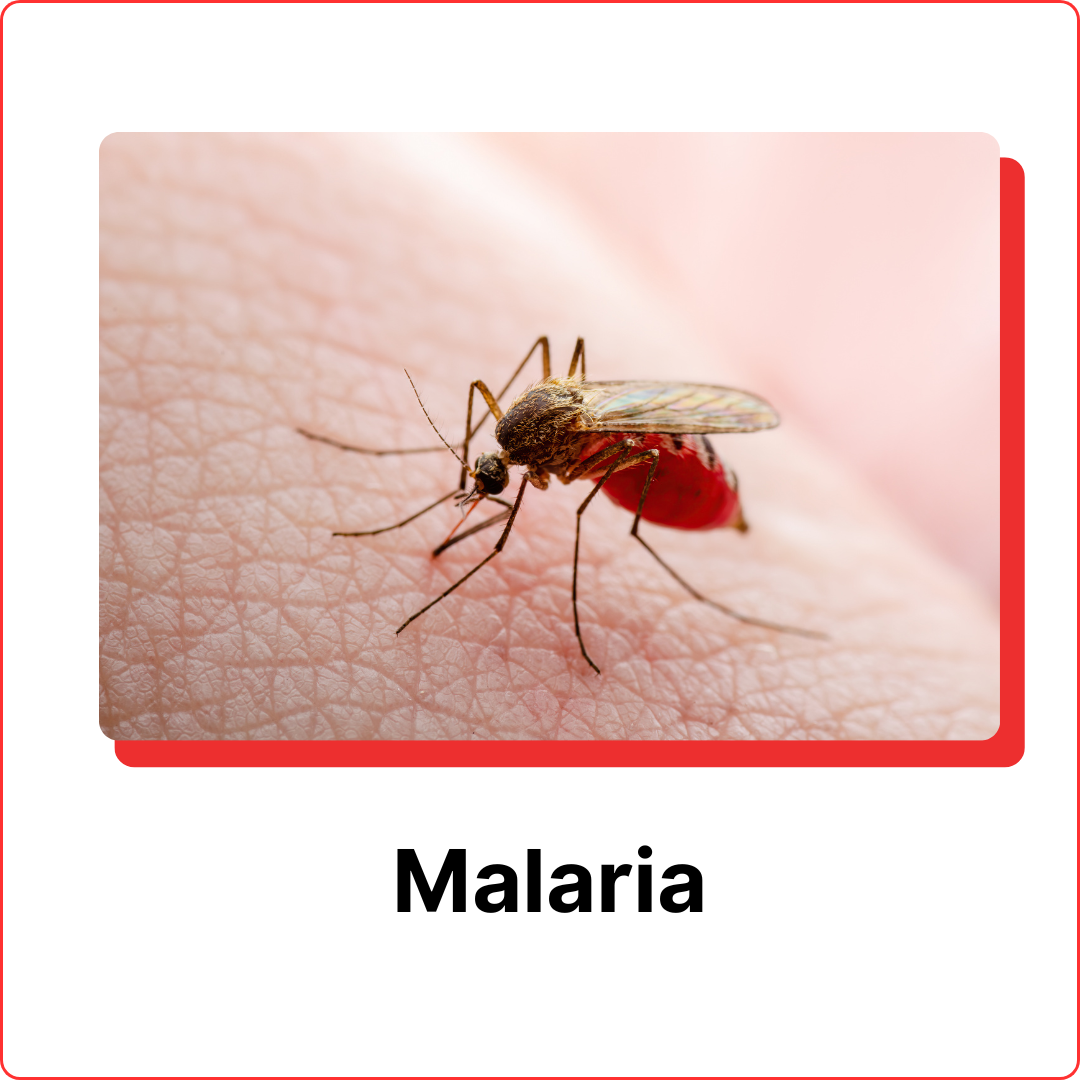 subterranean termites (9)