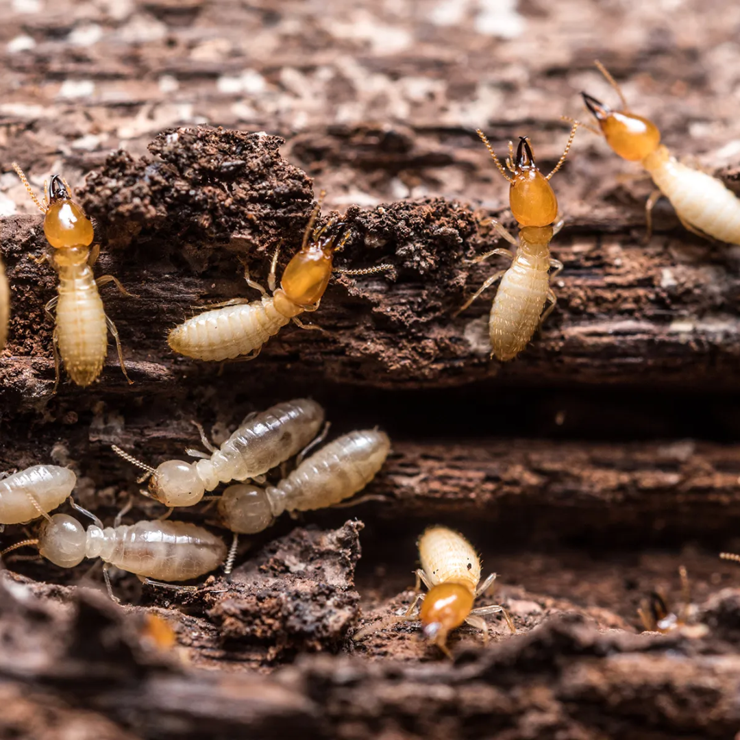 termite images