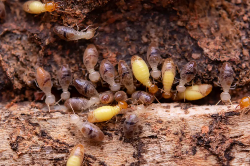 termites eat wooden planks damage of a wooden