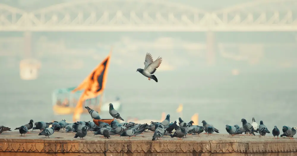varanasi india bird take off from sacred ghat