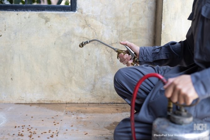 termites control service