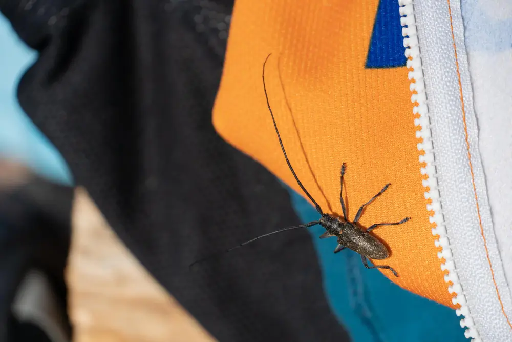 termites pest control