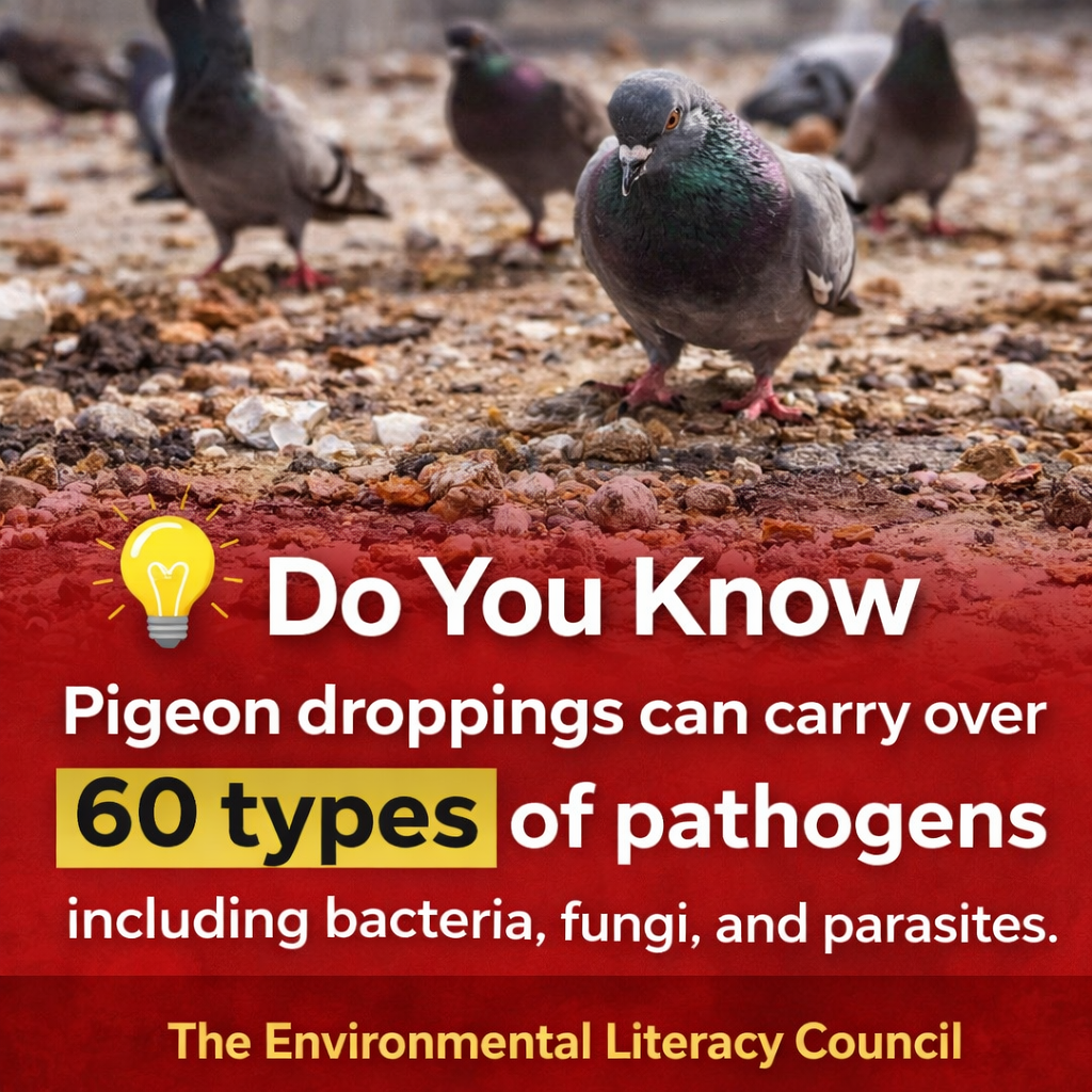 Pigeon Dropping Causes Diseases