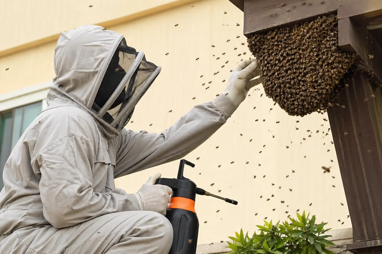 bee removal in dubai