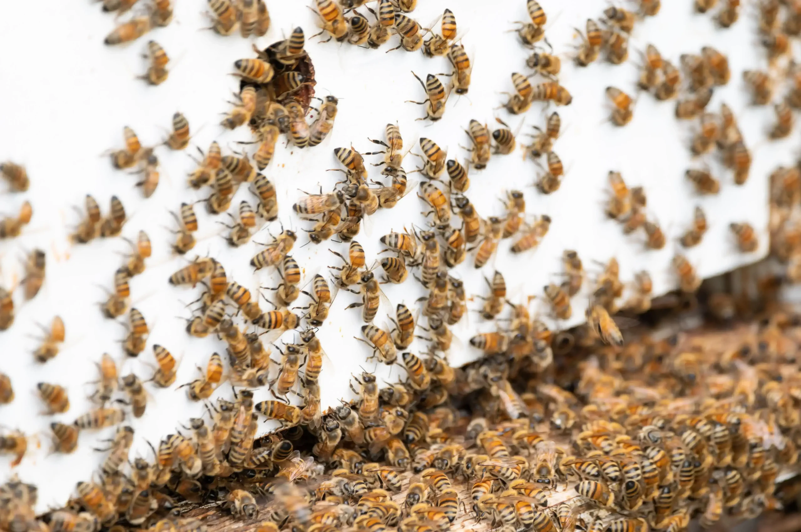how to remove a honey bee nest from a wall naturally