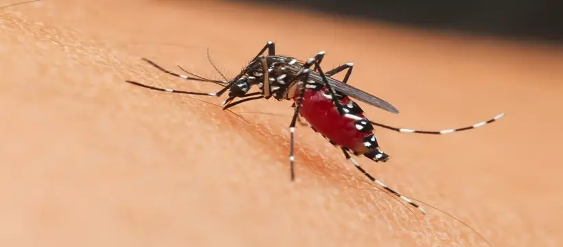 aedes mosquito control