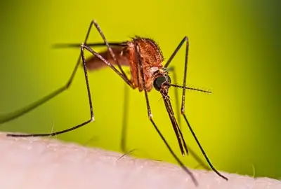 anopheles mosquito control