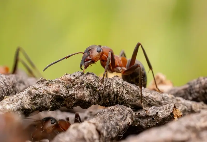ants control cost