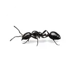 ants service