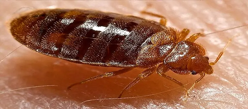 bed bug cimex lectularius