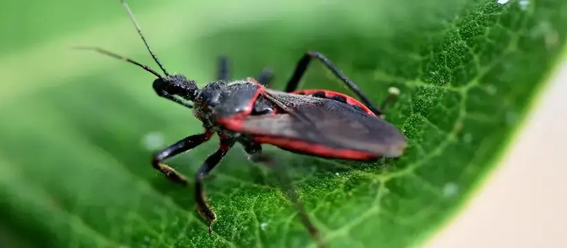 bed bug treatment in dubai