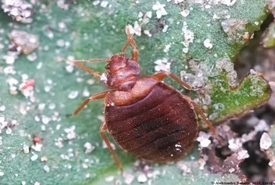 bed bugs cimex hemipterus