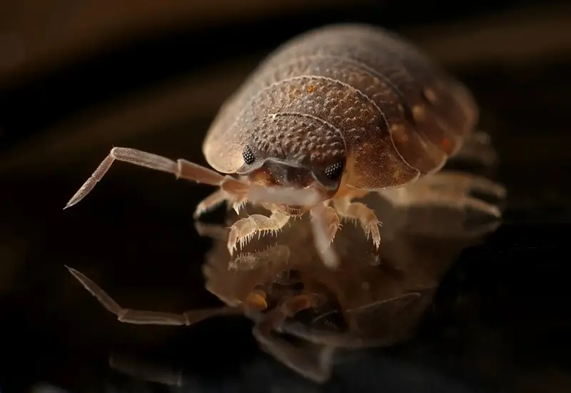 bed bugs treatment cost in dubai