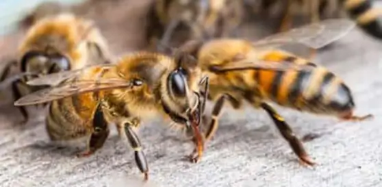 bee control