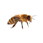 bee service
