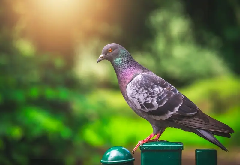 bird control cost