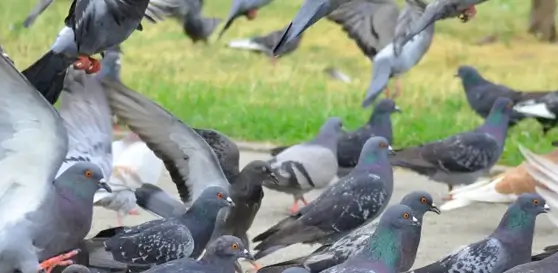 bird control