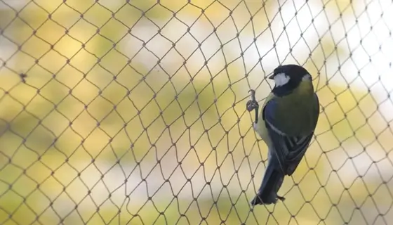 bird netting