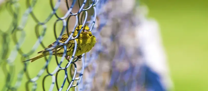 bird netting in dubai