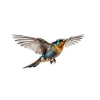 bird service