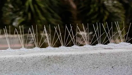 bird spikes installation