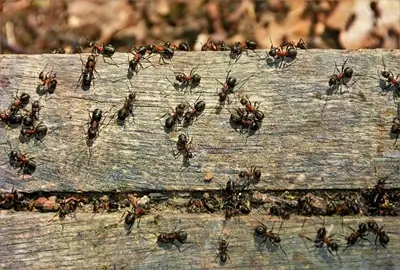 carpenter ants in dubai