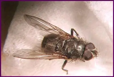 cluster fly in dubai