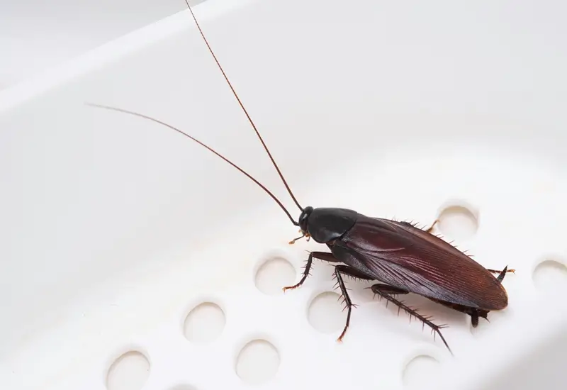 cockroach control cost