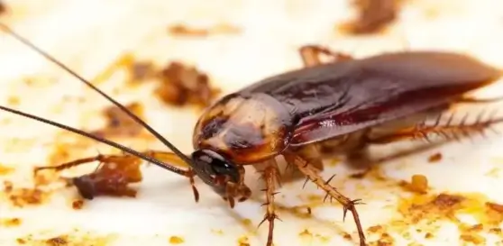 cockroach