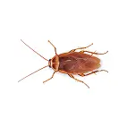 cockroaches service